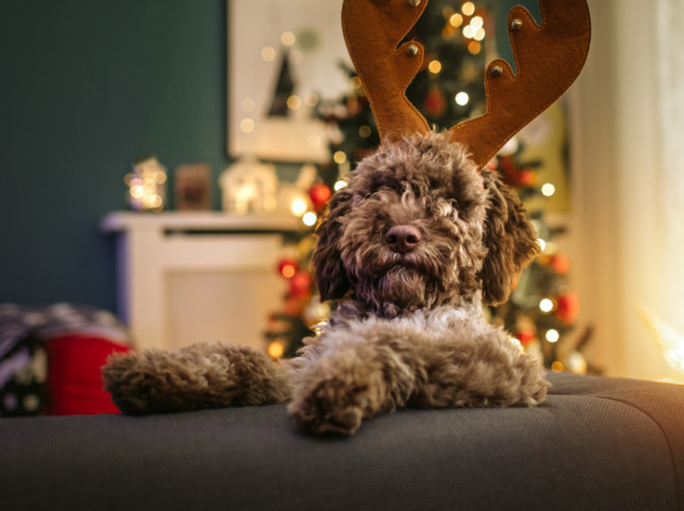 holiday gift guide for pets