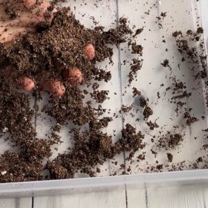 seed starting soil